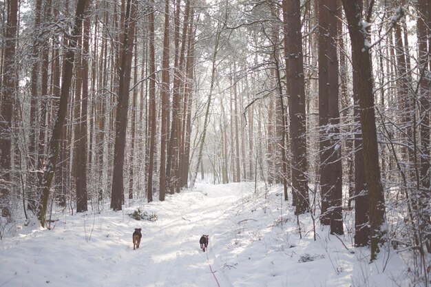 Foto bäume im wald im winter