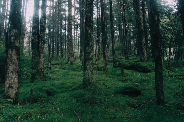 Foto bäume im wald