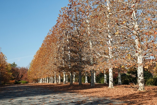 Foto bäume vor klarem himmel im herbst