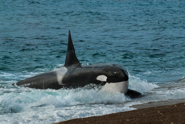 Baleia assassina caçando em uma praia Península Valdes Chubut Província Patagônia Argentina