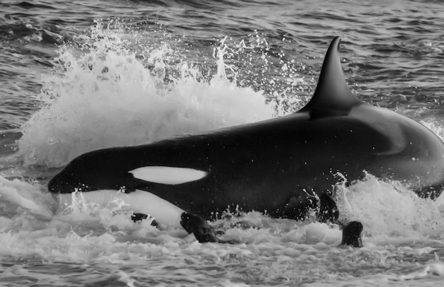 Baleia assassina caçando leões marinhos na costa paragoniana Patagônia Argentina