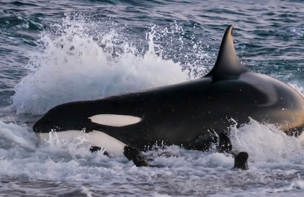 Baleia assassina caçando leões marinhos na costa paragoniana Patagônia Argentina