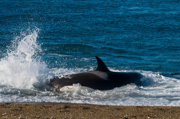 Baleia assassina Orca caçando um filhote de leão-marinho Península Valdez Patagônia Argentina