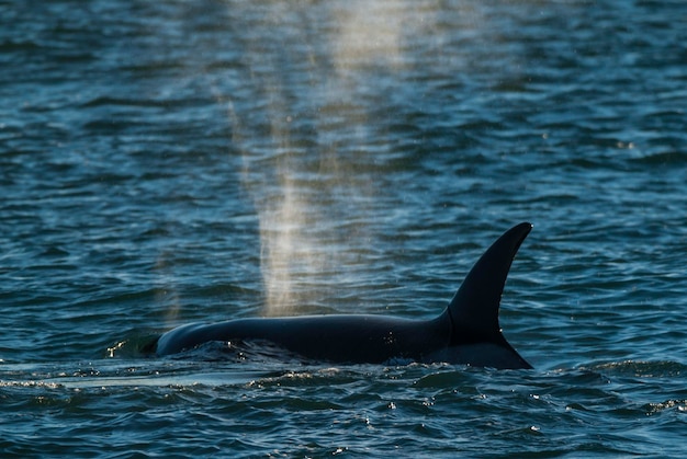 Baleia assassina, Península Valdés, Patagônia, Argentina.