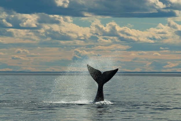 Baleia franca austral Cauda Eubalaena Australis Península Valdés Patagônia