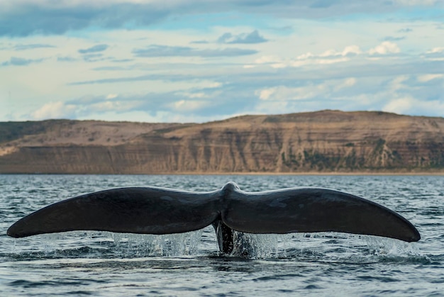 Baleia franca austral Cauda Eubalaena Australis Península Valdés Patagônia