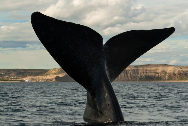 Baleia franca austral Cauda Eubalaena Australis Península Valdés Patagônia