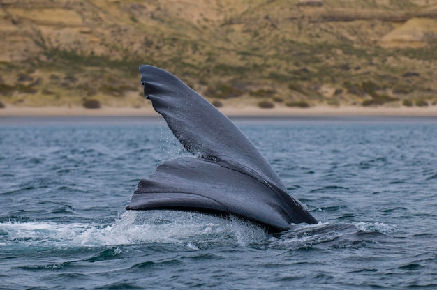 Baleia franca austral Cauda Eubalaena Australis Península Valdés Patagônia