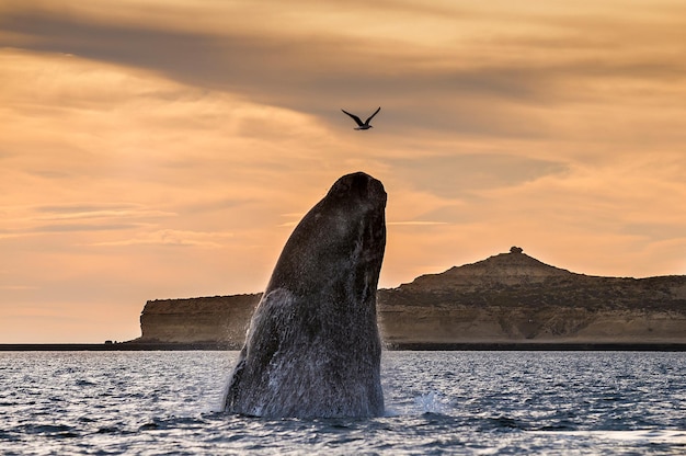 Baleia franca austral, Península Valdés, Patagônia Argentina