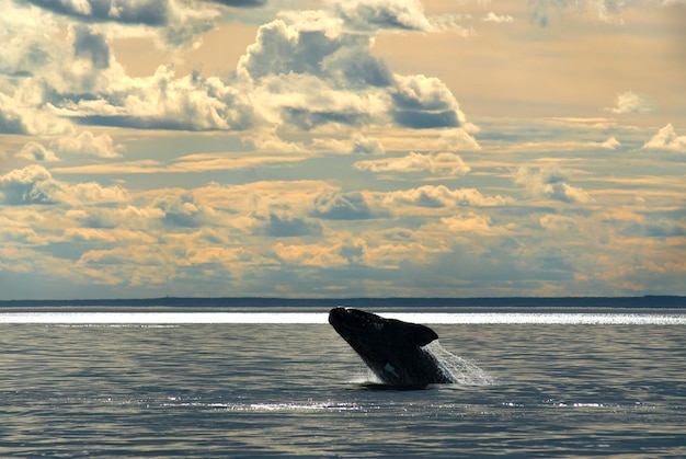 Baleia Franca Austral Saltando Eubalaena Australis Península Valdés Patagônia