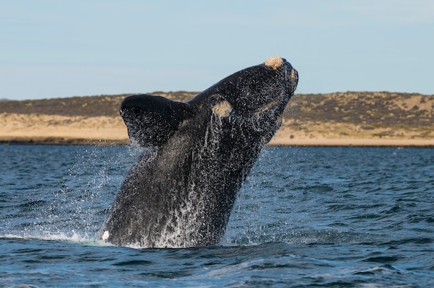 Baleia Franca Austral Saltando Eubalaena Australis Península Valdés Patagônia