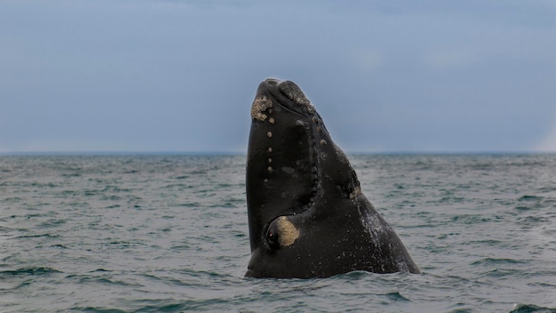 Baleia franca austral saltando Península Valdés Patagônia Argentina