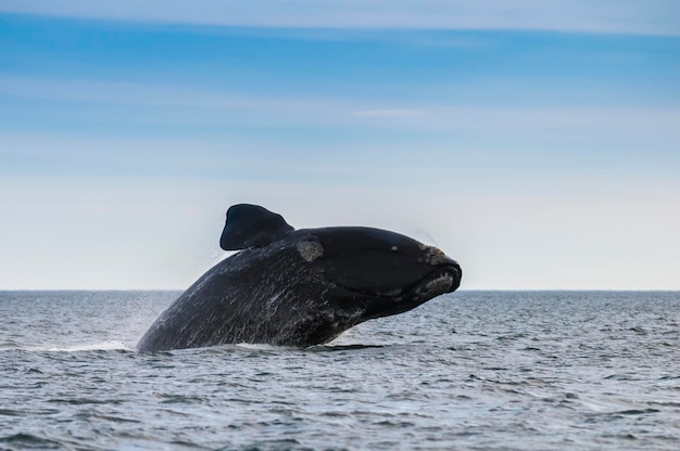 Baleia franca austral saltando Península Valdés Patagônia Argentina