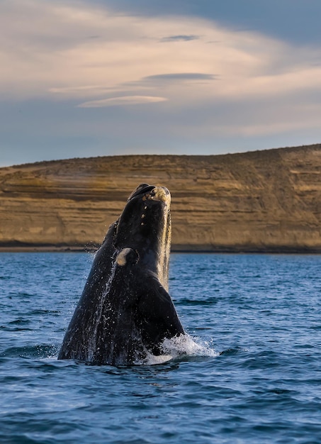 Baleia Franca, Península Valdés, Patagônia Argentina