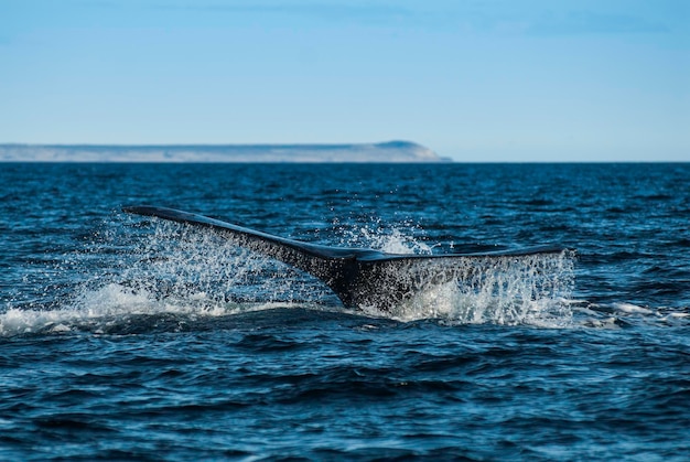 Baleia franca Sohutern lobtailing espécies ameaçadas de extinção PatagôniaArgentina