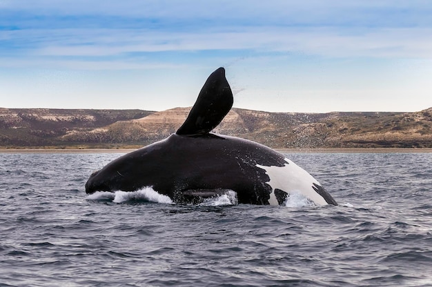 Baleia franca Sohutern saltando espécies ameaçadas de extinção PatagôniaArgentina