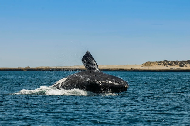 Baleia saltando na Península Valdés Patagônia Argentina