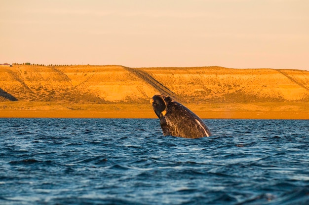 Baleia saltando na Península ValdesPuerto Madryn Patagônia Argentina