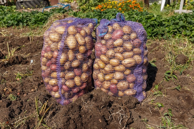 Batatas orgânicas frescas no campo. Batatas colhidas em sacos no jardim Agricultura orgânica