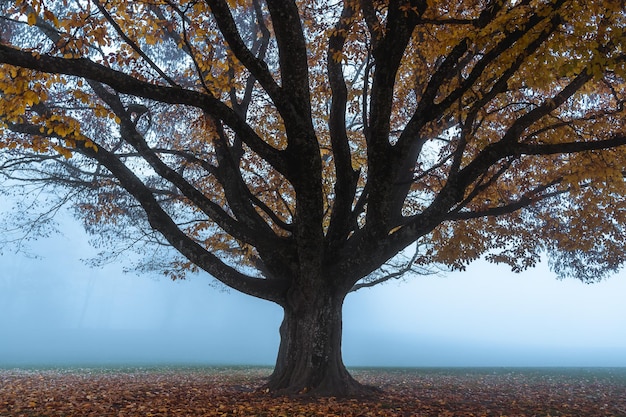 Baum bei nebligem Wetter