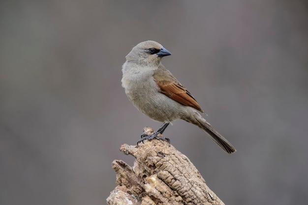 Bay alado Cowbird empoleirado em um tronco