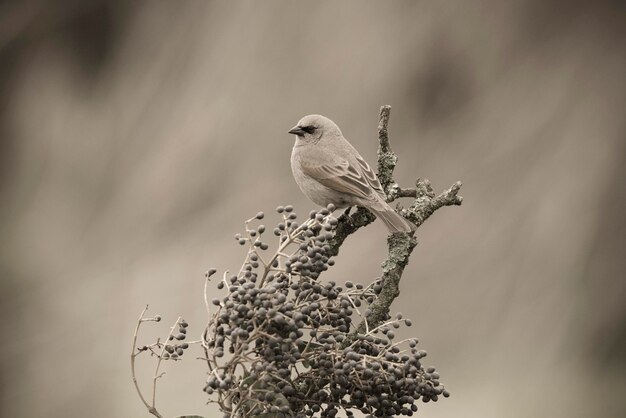 Bay alado Cowbird na paisagem da floresta de Pampas La Pampa Argentina