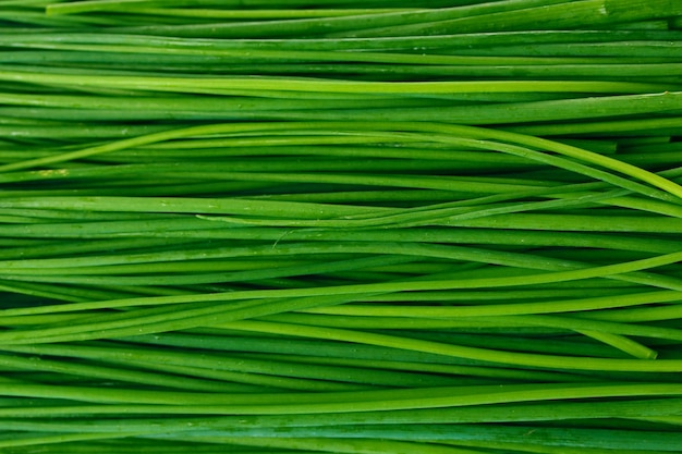 Foto belas cebolas verdes em close-up