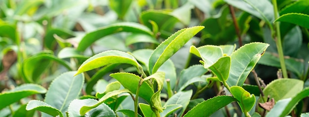 Foto belo conceito de design de cena de linhas de jardim de colheita de chá verde para o produto de chá fresco