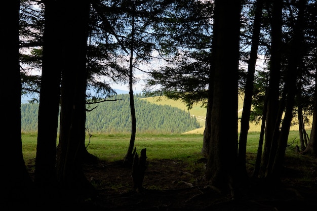 Foto berge hügellandschaft an einem sonnigen tag mit wolken des blauen himmels. dunkle herbstbäume. wald im sommer. wandern in wilden bergen. abenteuer lokales reisekonzept.