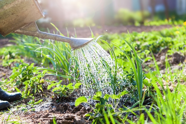 Bewässerung von Pflanzen im Garten mit einer Gießkanne vor dem Hintergrund der Sonne. Bauernhof, Landgrundstück.