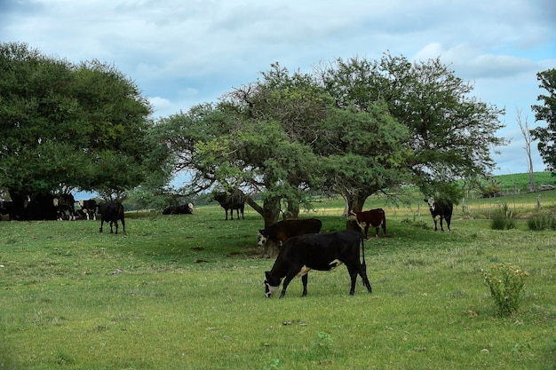 Bezerro de gado na zona rural Pampas Patagônia Argentina