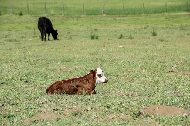 Bezerro de vaca no campo argentino Província de Buenos Aires Argentina