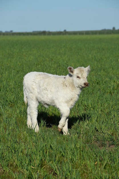 Bezerro Shorthorn branco no campo argentino La Pampa província Patagônia Argentina