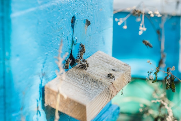 Bienen in der Nähe des Bienenstocks