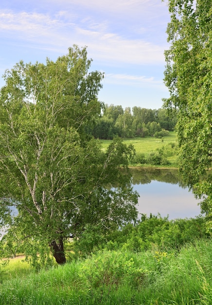 Birken am Seeufer Sommerlandschaft unter blauem Himmel grünes üppiges Laub