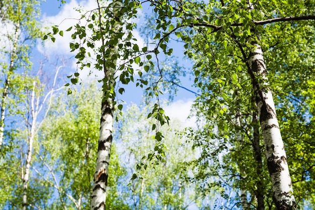 Foto birken mit grünen blättern im wald