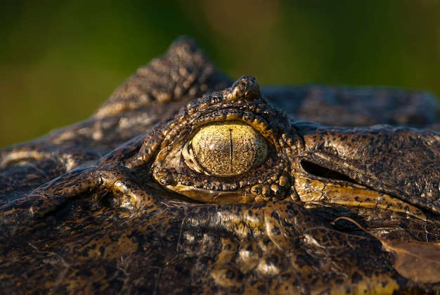 Black Caiman, Parque Nacional Ibera, Parque Nacional Ibera, Argentina.