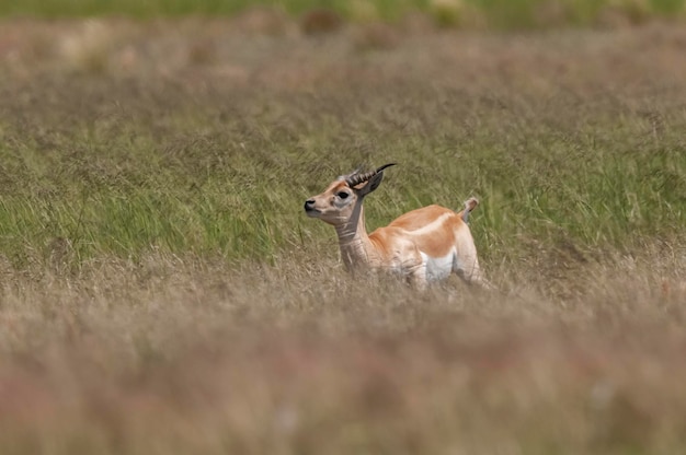 Blackbuck Antelope no ambiente de planície de Pampas La Pampa província Argentina