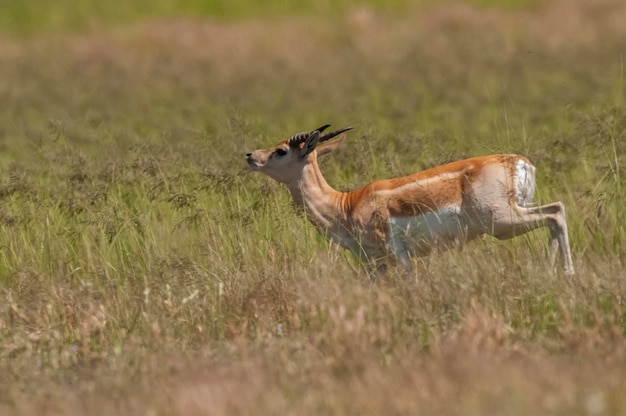 Blackbuck Antelope no ambiente de planície de Pampas La Pampa província Argentina