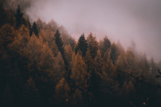 Foto blick auf neblige alpenberge im herbst