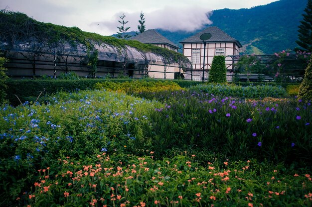 Foto blühende pflanzen auf dem feld von bergen gegen den himmel