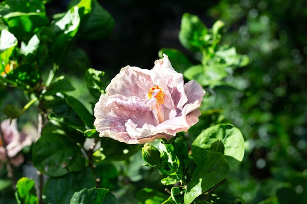 Blüte der Hibiskusblüte am Baum