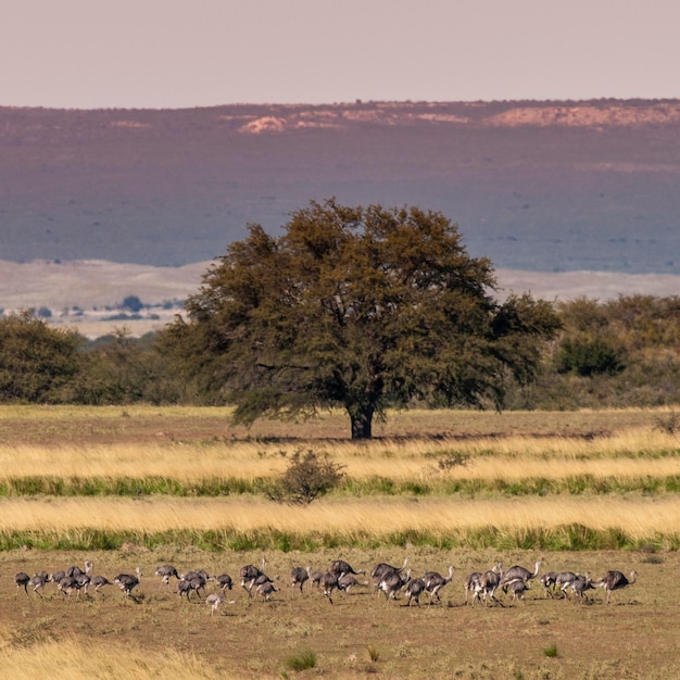 Blütenfeld in der Pampas-Ebene La Pampa Provinz Patagonien Argentinien