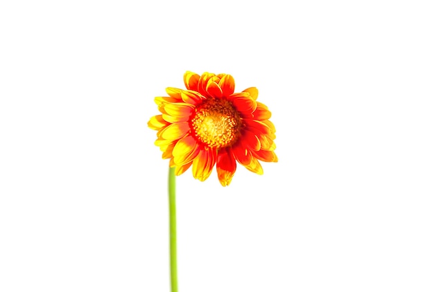 Blumenstrauß aus leuchtend orangefarbenen Gerbera-Blumen in Glasvase