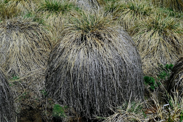 Foto bodenfräsen der juncias carex sps - aus der seggenfamilie.