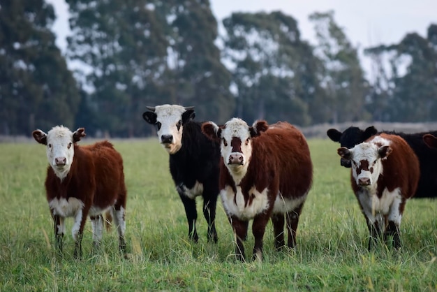 Boi pastando na planície das Pampas, na Argentina