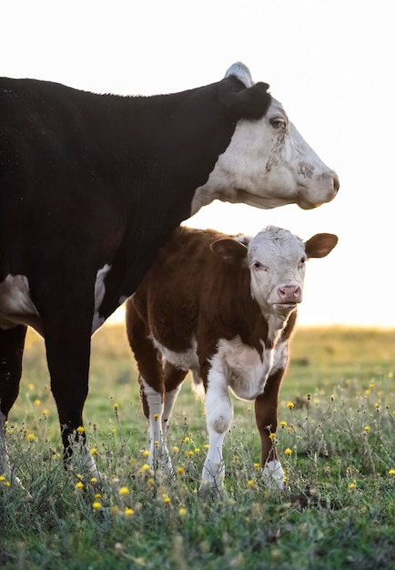 Bovinos e bezerros no campo argentinoProvíncia de La Pampa Argentina