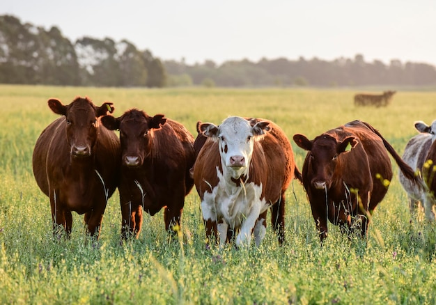 Bovinos no Campo Pampa Produção de carne argentina La Pampa Argentina