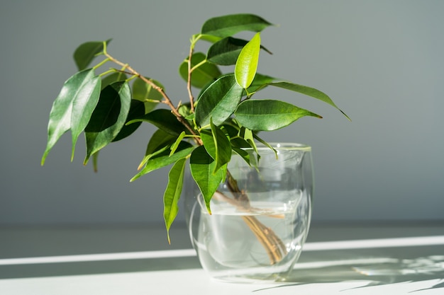 Brotos de ficus benjamin com raízes em um copo d'água