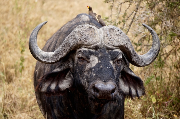 Búfalo em Serengeti National Park